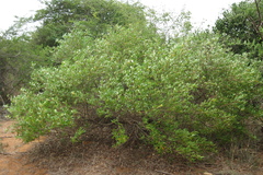 Dodonaea viscosa